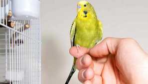 Как да отбиете папагал, хапещ от пръсти